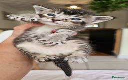 Mixed Breed cats for sale: Abyssinian x Bengal  - Image 18