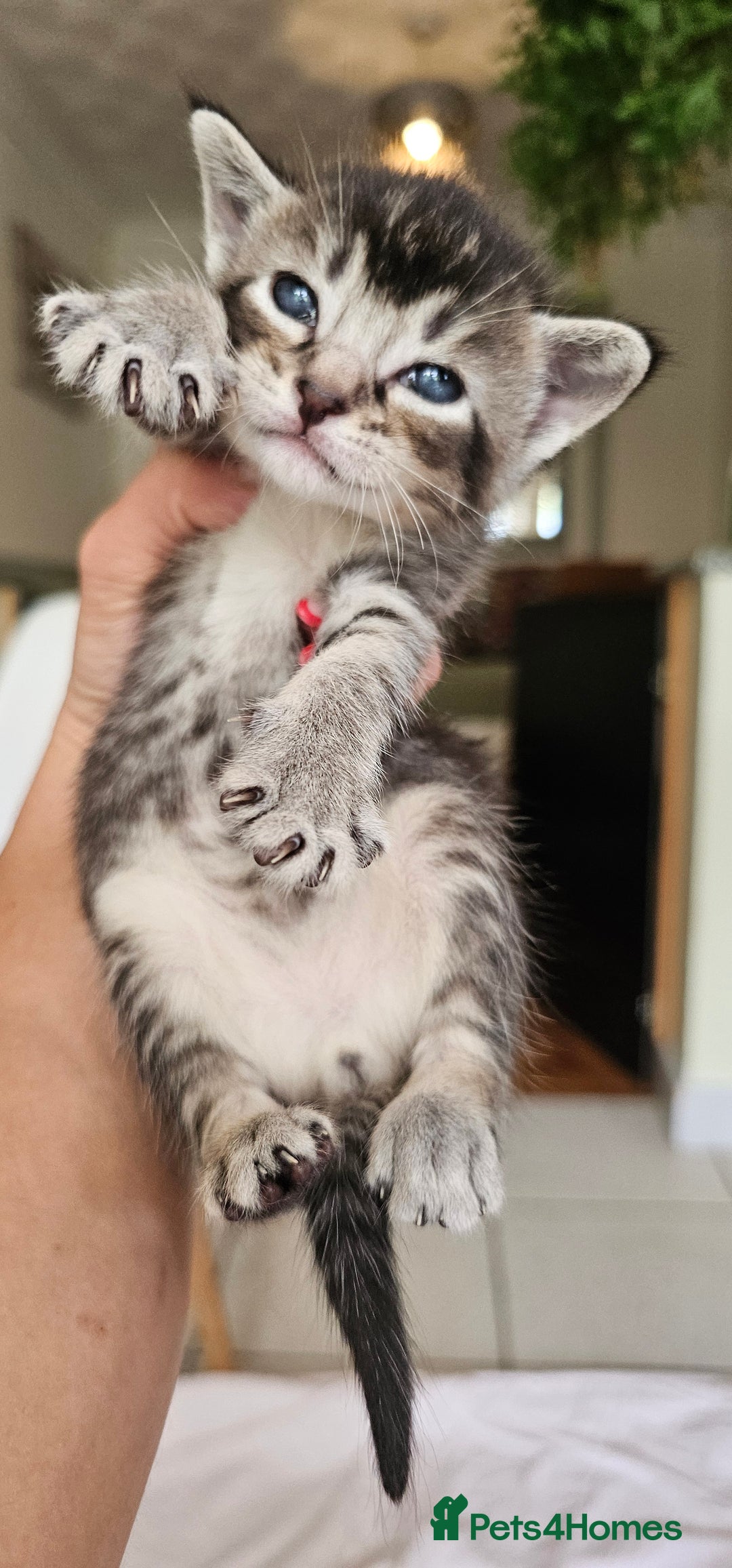 Mixed Breed cats for sale: Abyssinian x Bengal  - Image 18