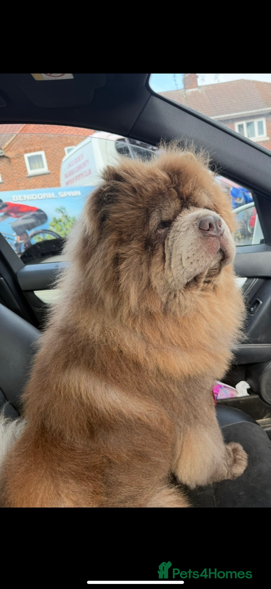 Chow Chow dogs for sale: Stunning kc reg puppies  - Advert 40