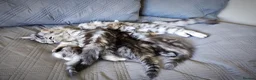 Siberian cats for sale: 🐾 Stunning Siberian cross Maine Coon Kittens 🐾 - Advert 29