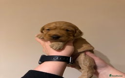 Labradoodle dogs for sale: Miniature Labradoodles - Image 12