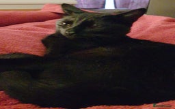 British Shorthair cats for sale: two male cats need to go  - Image 2