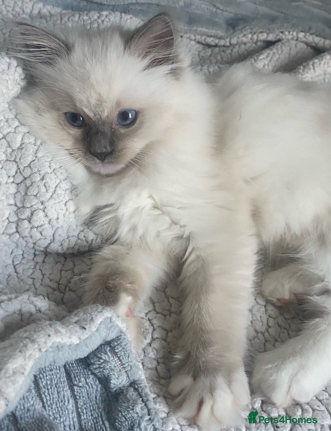 Ragdoll cats for sale: GCCF and Tica pedigree ragdolls kittens for sale - Image 4