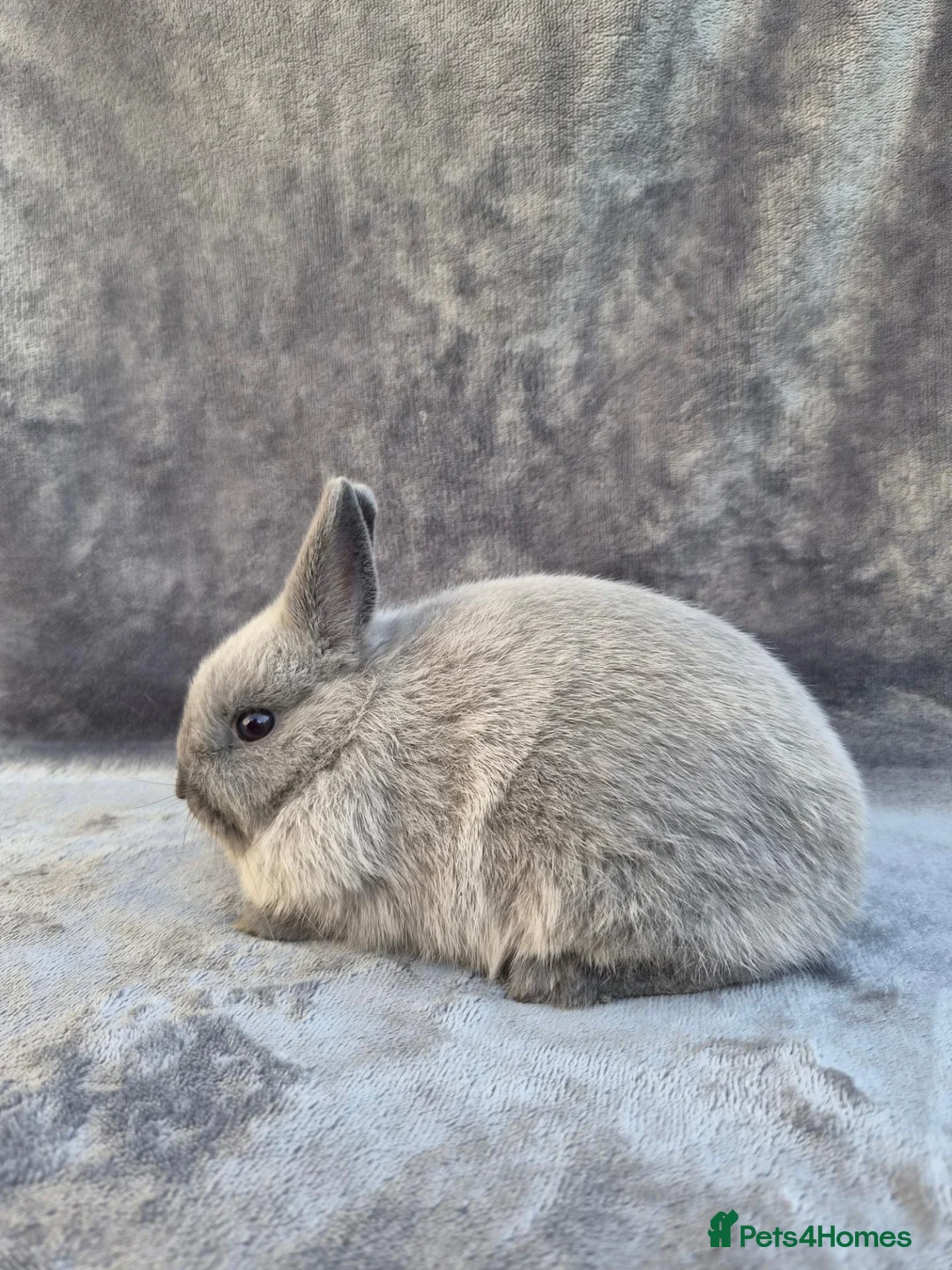 Netherland Dwarf rabbits for sale: Siamese Smoke Buck & Black Self Doe – 8 Weeks Old - Advert 2