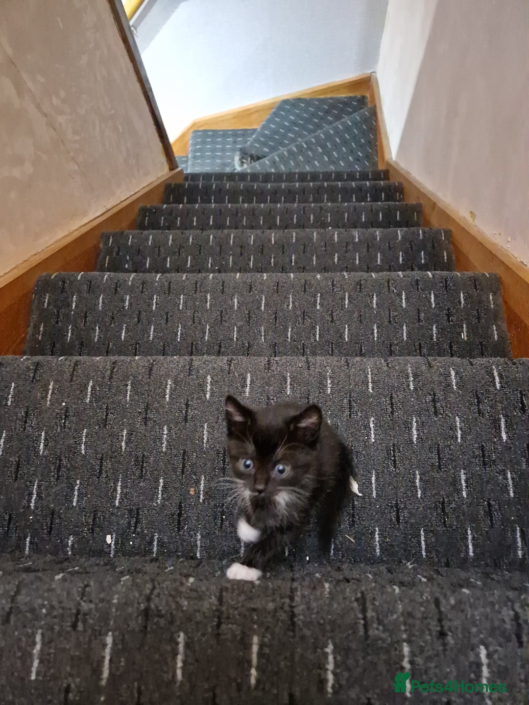 Domestic Shorthair cats for sale: Black and white kitten - Advert 1