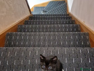 Domestic Shorthair cats Black and white kitten - Advert 2