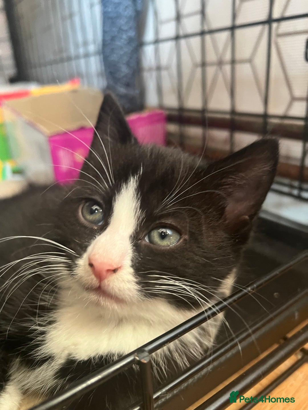 Domestic Shorthair cats for sale: Two kittens need to go together - Advert 2