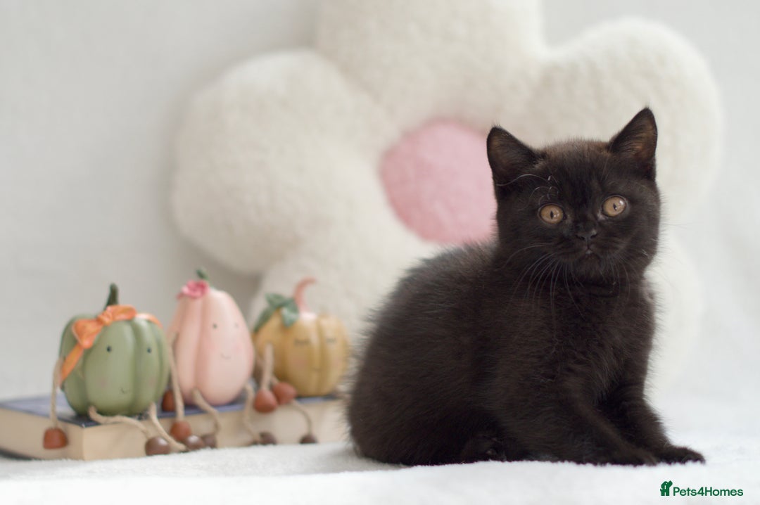 British Shorthair cats for sale: Beautiful BSH kittens 😻 - Image 12
