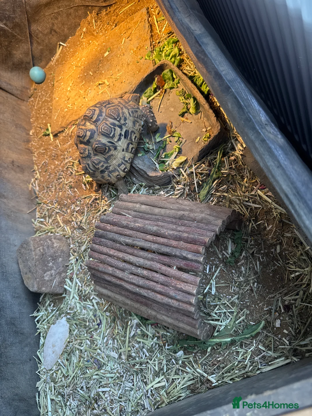 Tortoise reptiles for sale: 1 tortoise and full set up - Advert 2