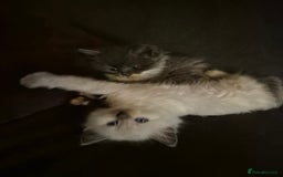 Siberian cats for sale: 5 stunning Siberian dolls! - Advert 4