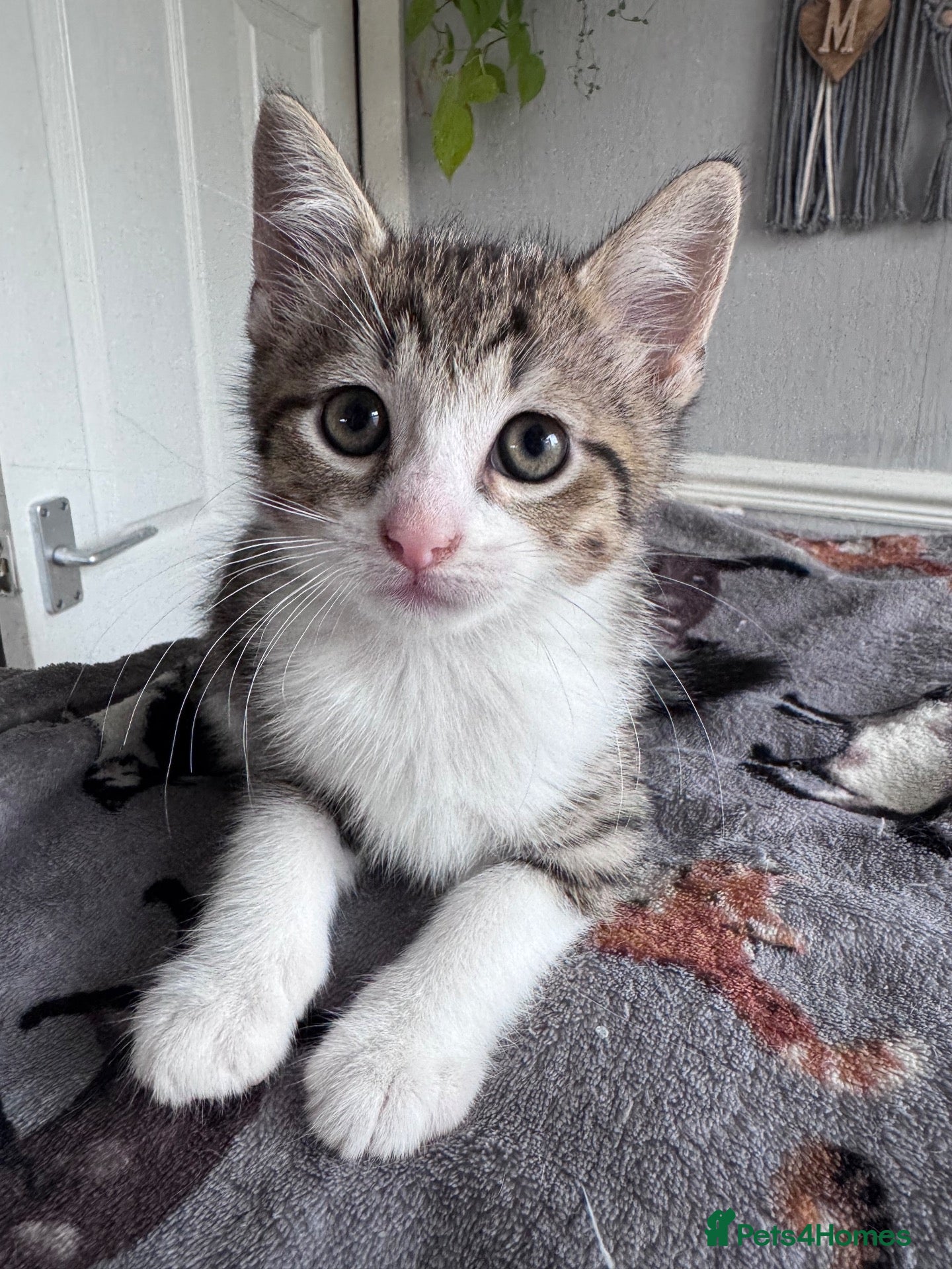 Mixed Breed cats Beautiful Kittens😻two-8 weeks and one-9 weeks old - Advert 16