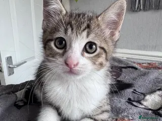 Mixed Breed cats Beautiful Kittens😻two-8 weeks and one-9 weeks old - Advert 16