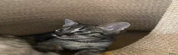 Savannah cats for sale: Savannah PED’G kittens dark boy, light girl F5 sbt - Advert 16