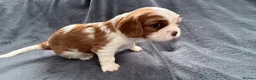 Cavalier King Charles Spaniel dogs for sale: Sweet RKCR Cavalier King Charles Spaniel Puppies - Advert 29