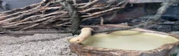 Snake reptiles for sale: Albino Hognose Snake - Advert 11
