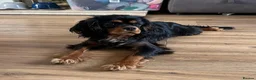 Cavalier King Charles Spaniel dogs for stud: KC-Health tested Cavalier King Charles Stud in Doncaster - Advert 9