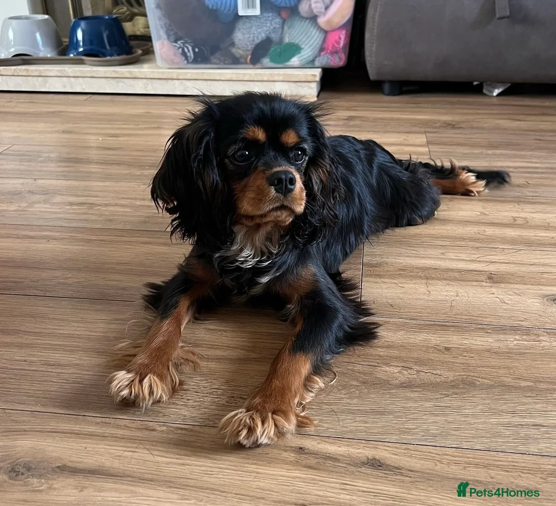 Cavalier King Charles Spaniel dogs for stud: KC-Health tested Cavalier King Charles Stud in Doncaster - Advert 9