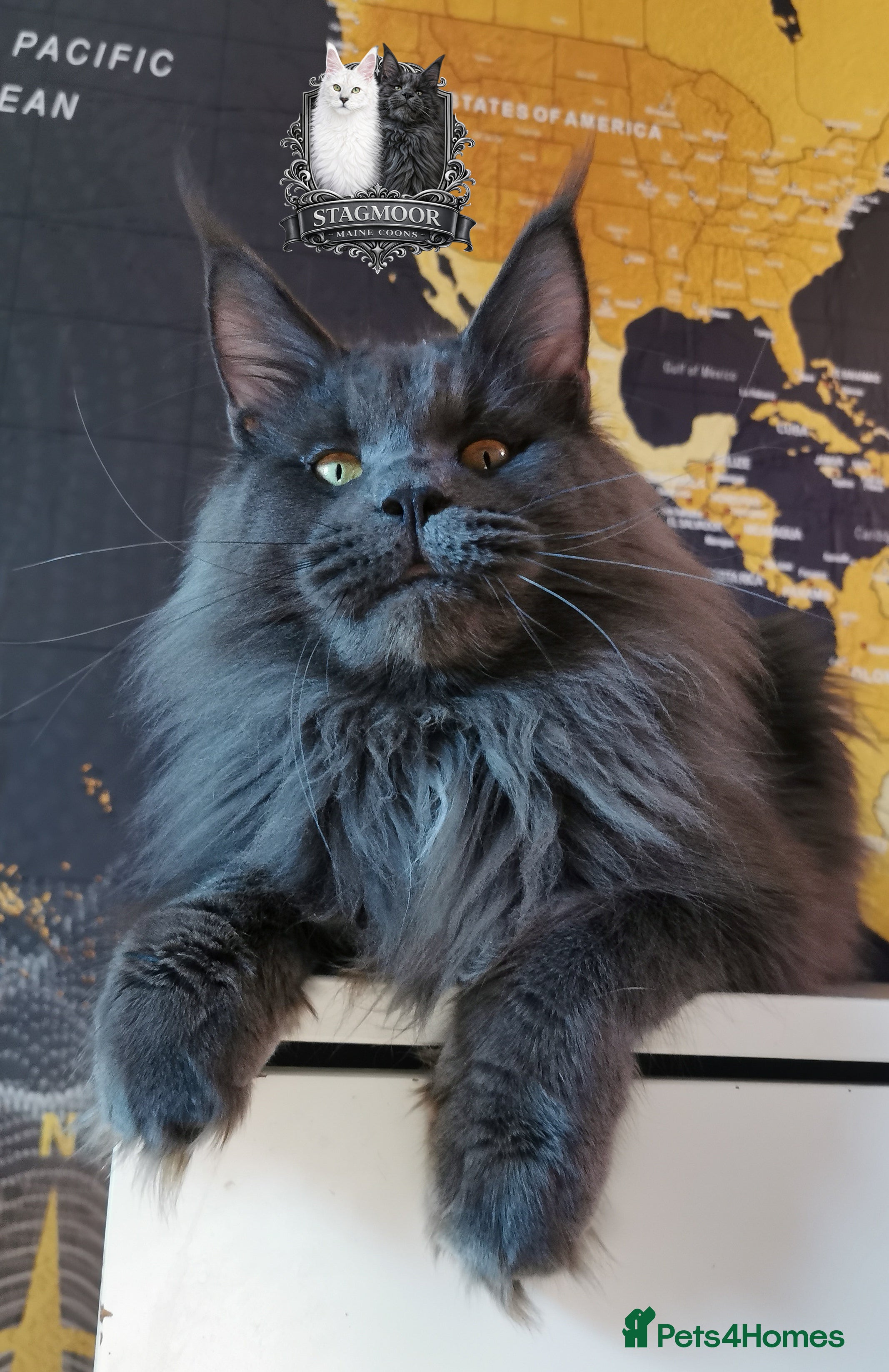 Maine Coon cats Large Blue Smoke Maine Coon Stud GCCF/TICA  - Advert 3