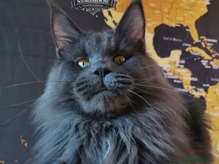 Maine Coon cats Large Blue Smoke Maine Coon Stud GCCF/TICA - Advert 3