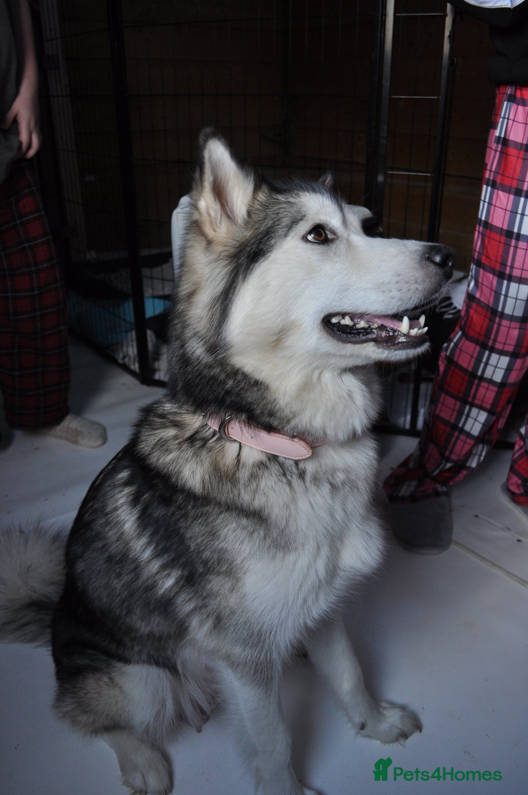 Alaskan Malamute dogs for sale: Alaskan Malamute Puppies - Advert 3