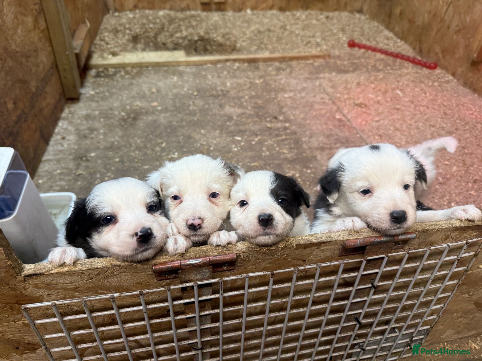 Border Collie dogs Red Merle and red- black and white border collies - Advert 3
