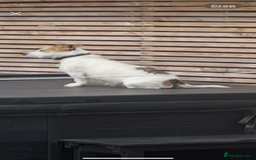 Jack Russell dogs for sale: Traditional short legs jack Russel  - Image 2