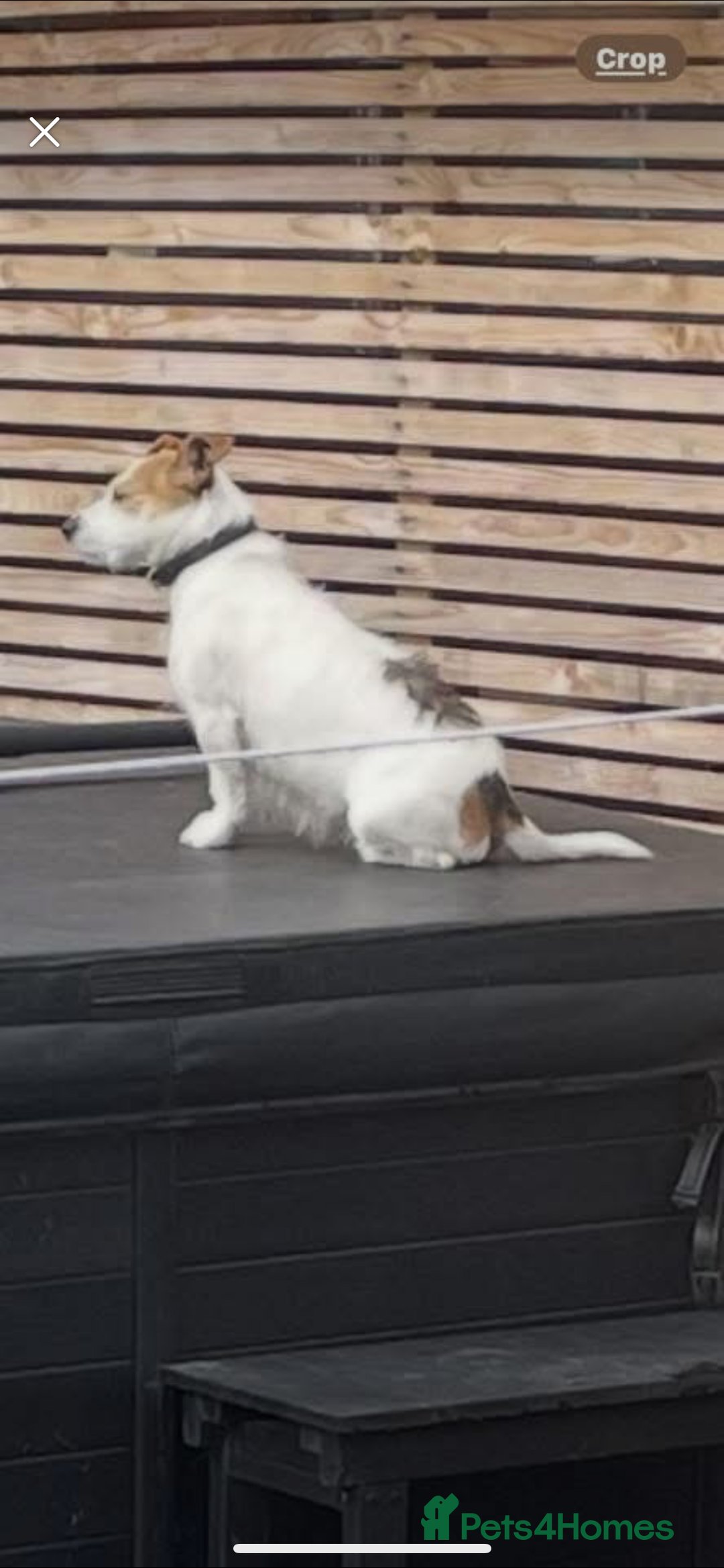 Jack Russell dogs for sale: Traditional short legs jack Russel  - Image 2