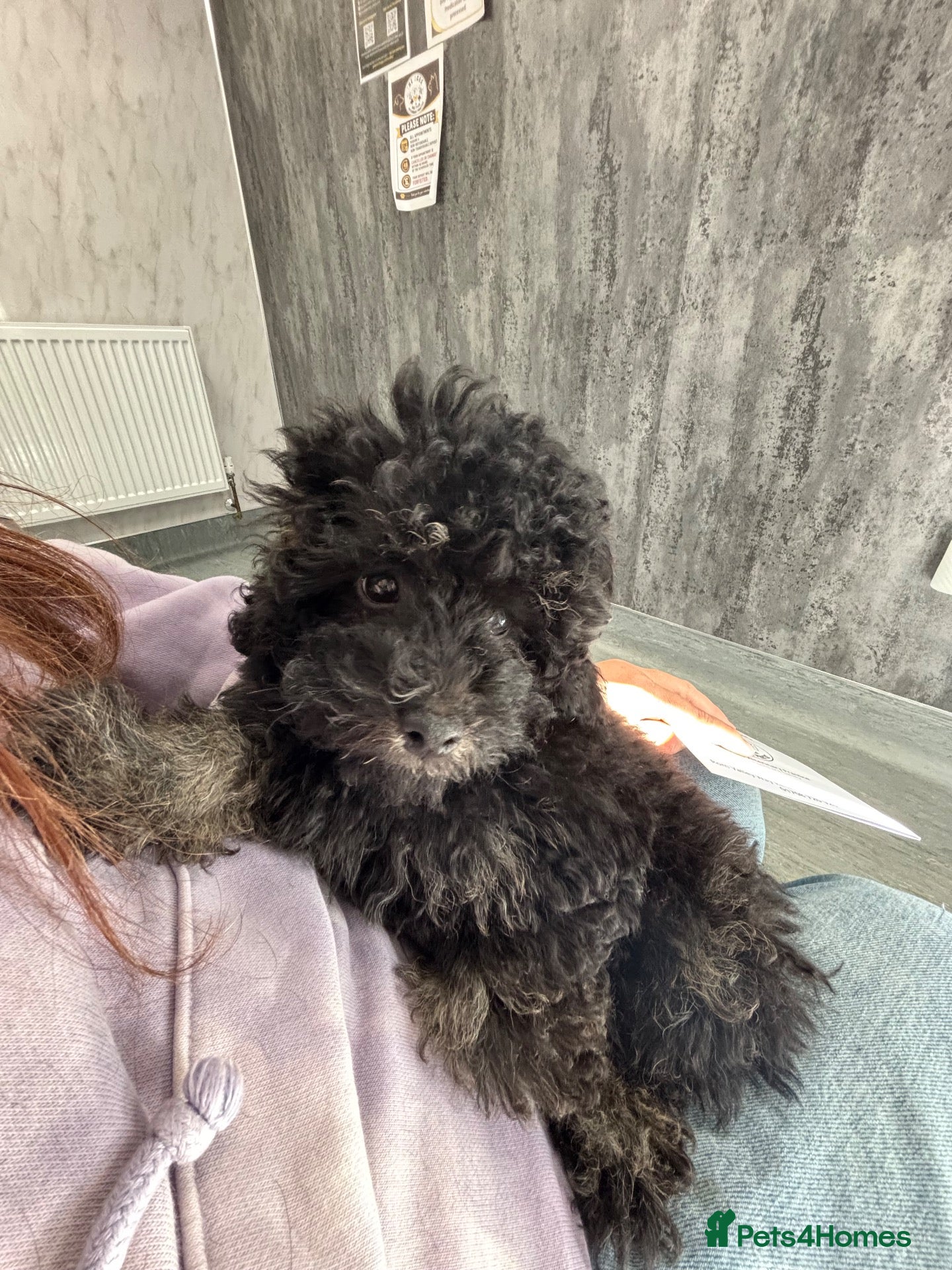 Cavapoo dogs Ready now fully vaccinated  - Advert 1