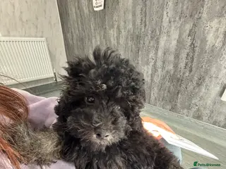 Cavapoo dogs Ready now fully vaccinated - Advert 1