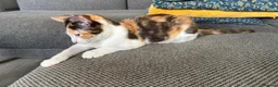 British Shorthair cats for sale: Lovely 15-Week-Old Calico Kitten with Accessories in Bracknell - Advert 8