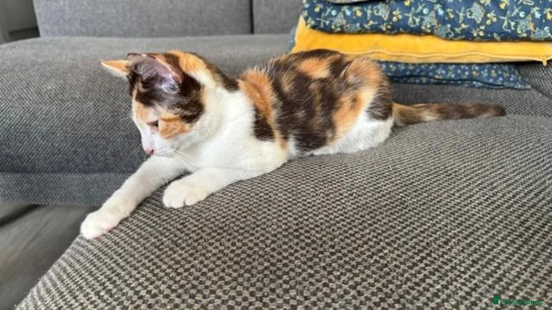 British Shorthair cats for sale: Lovely 15-Week-Old Calico Kitten with Accessories in Bracknell - Advert 8