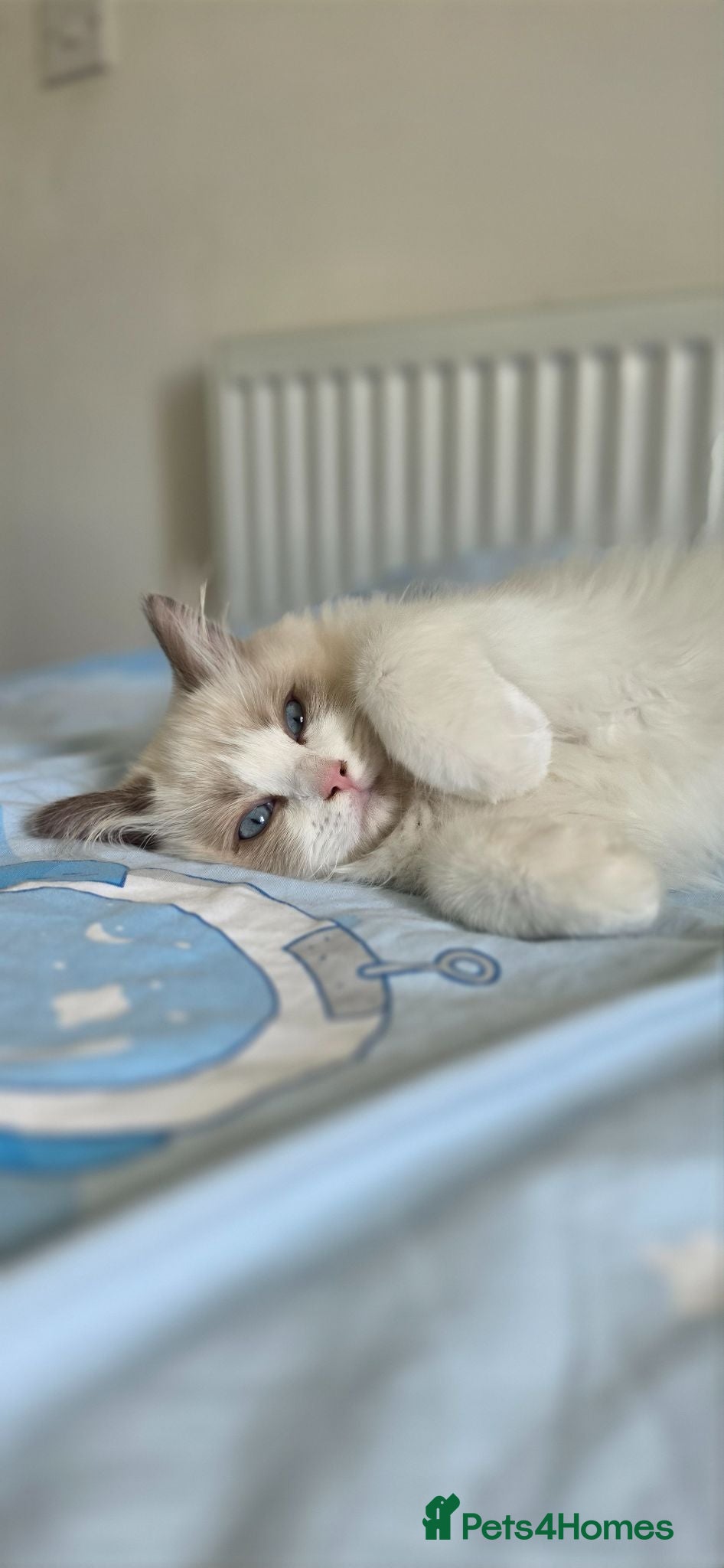 Ragdoll cats GCCF Blue Point Bicolour Ragdoll  - Advert 1