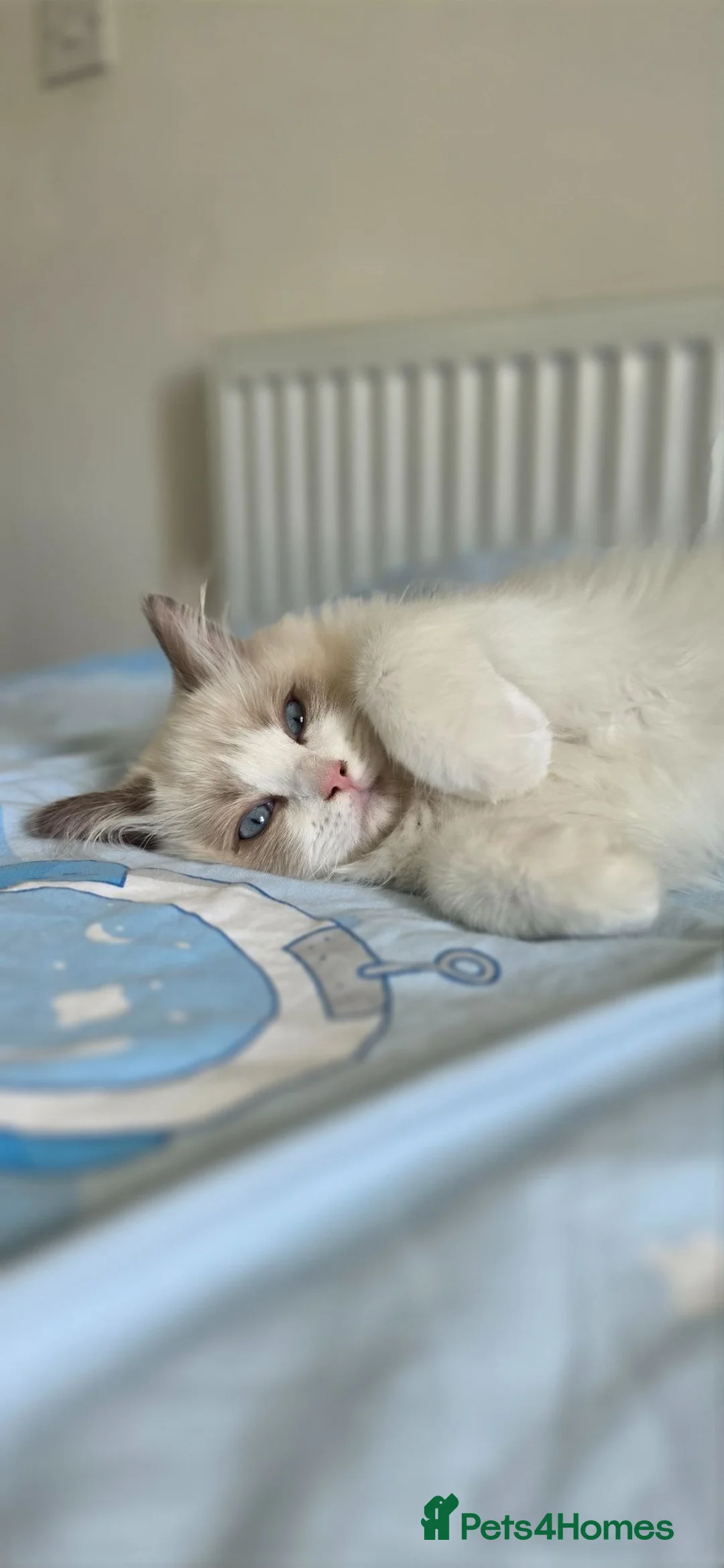 Ragdoll cats for sale: GCCF Blue Point Bicolour Ragdoll  - Advert 1