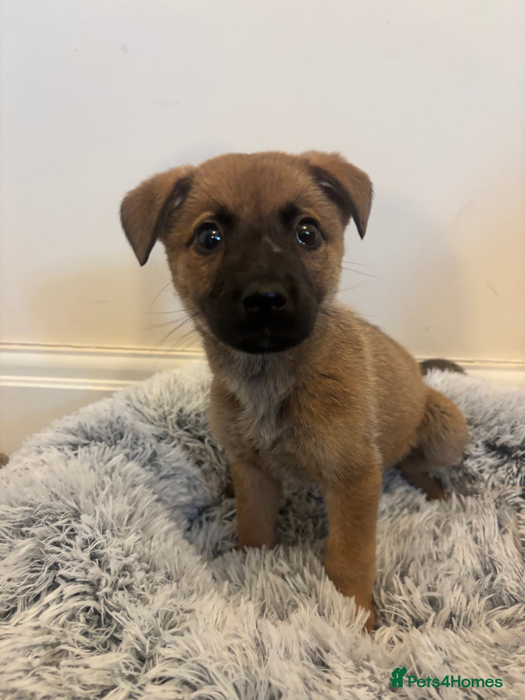 Mixed Breed dogs for adoption: Dottie * German Shepherd X Labradoodle * 240788 - Image 4