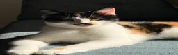 Mixed Breed cats for sale: Patsy & Pearl  - Advert 5