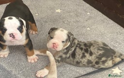 Olde English Bulldogge dogs for sale: Old English bulldog puppies - Image 21