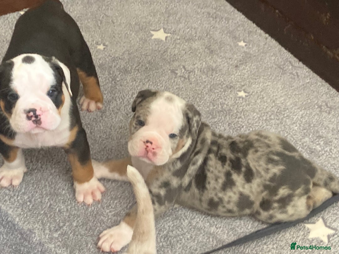 Olde English Bulldogge dogs for sale: Old English bulldog puppies - Image 21