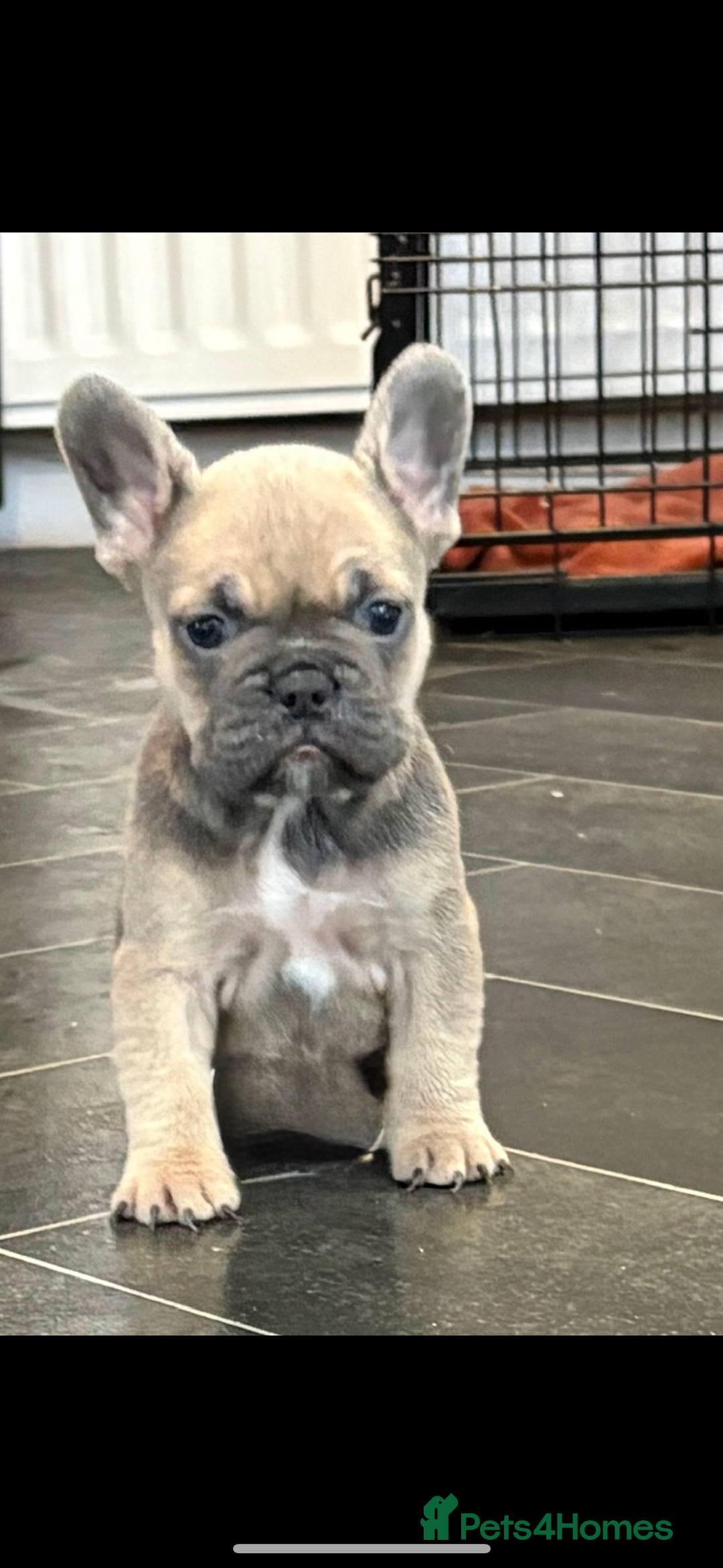French Bulldog dogs for sale: *REDUCED* READY TO LEAVE French bulldogs  - Advert 15