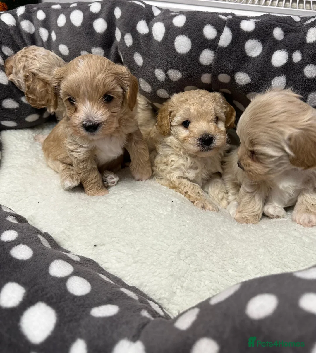 Maltipoo dogs for sale: Adorable maltipoos puppies  - Advert 10