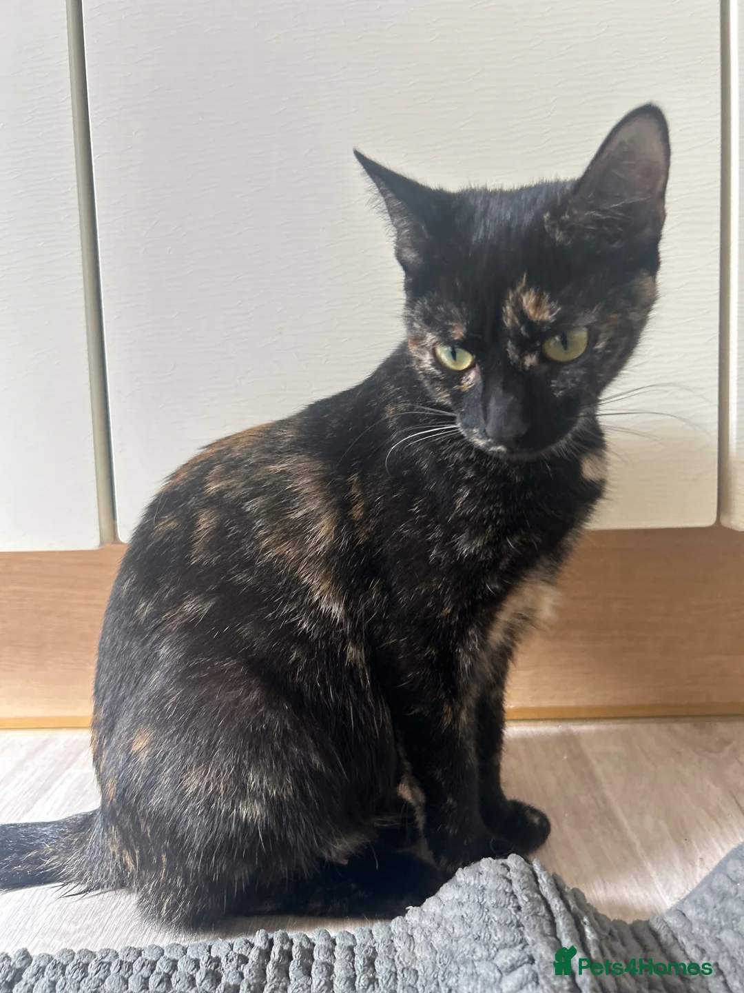 Mixed Breed cats for sale: 🐱 2 male kittens looking for new home 🐱  - Advert 1