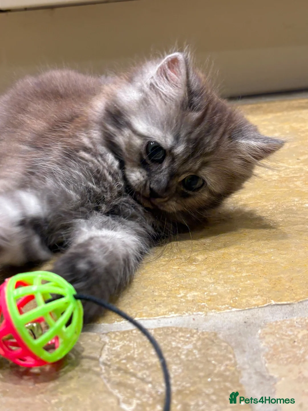Mixed Breed cats for sale: Gorgeous little teddy bear  - Advert 8