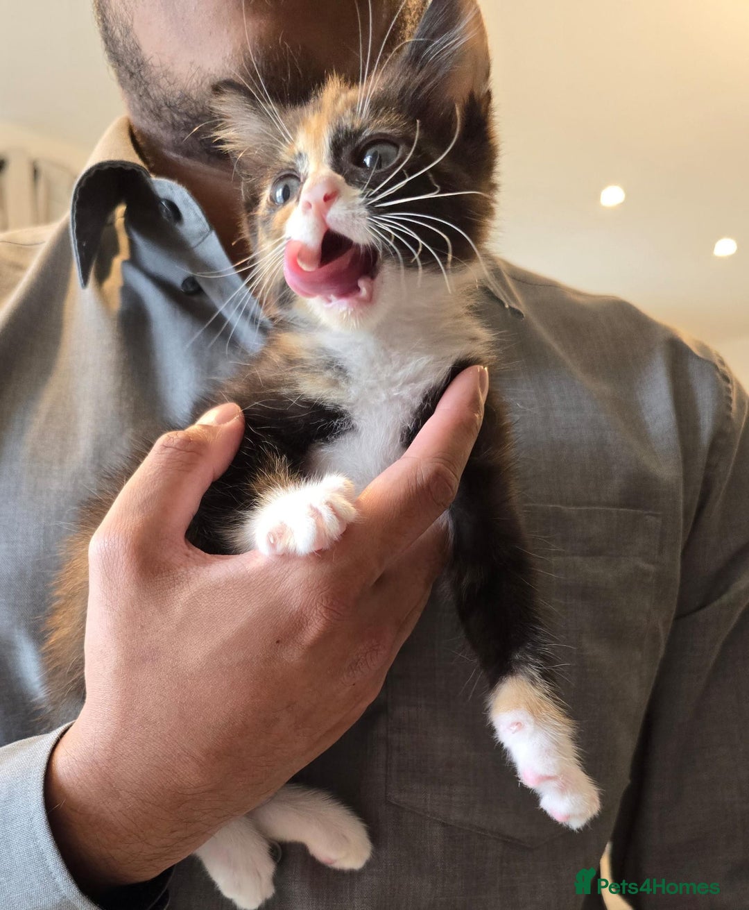 Domestic Shorthair cats for sale: Lovely Kitten to be rehomed - Image 4