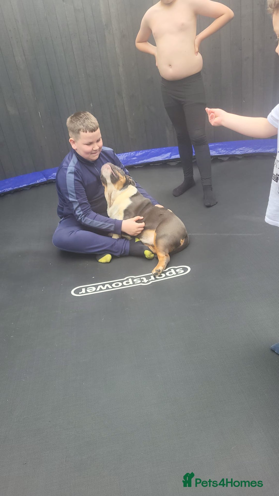 Olde English Bulldogge dogs for sale: Olde tyme English bulldog for sale - Image 5