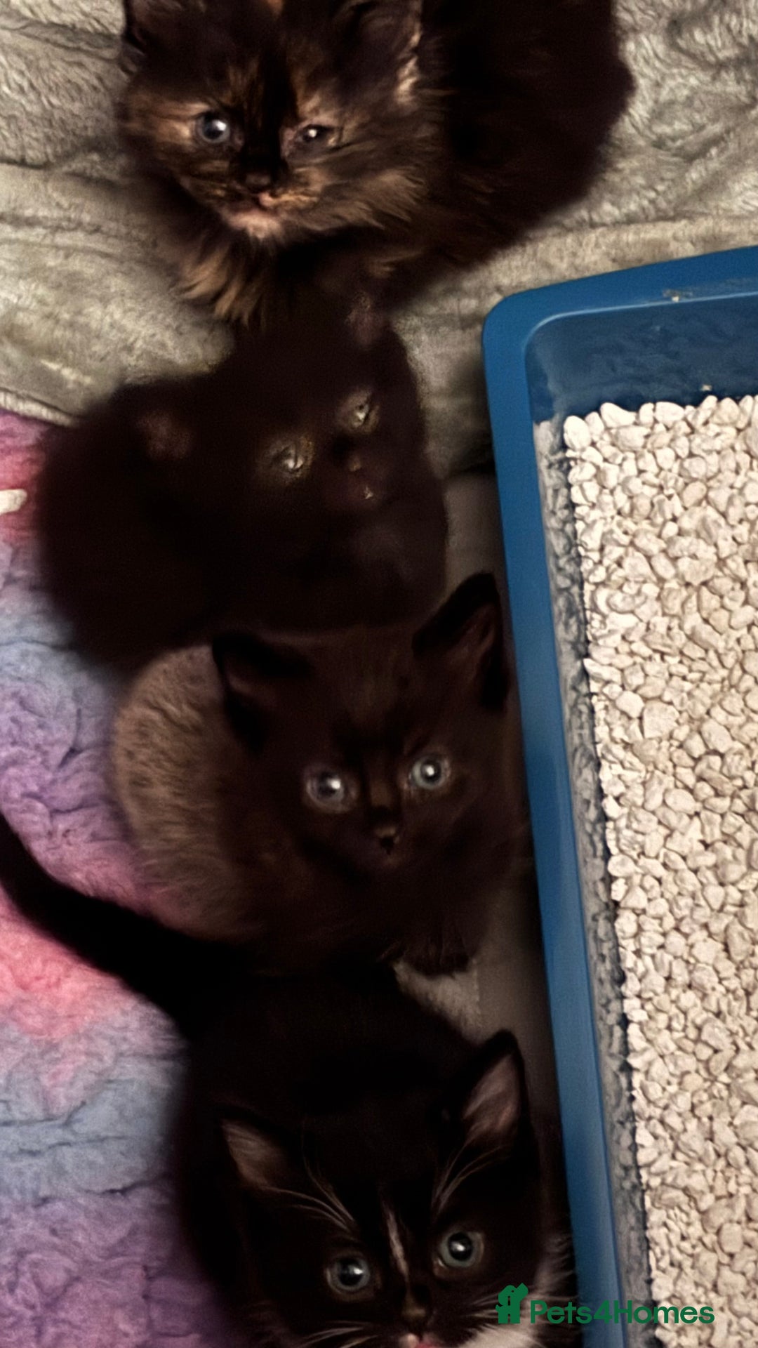 Mixed Breed cats for sale: READY NOW  - Advert 21