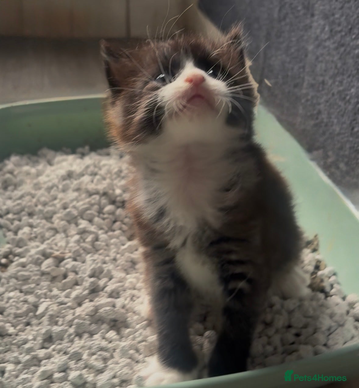 Mixed Breed cats Beautiful Ragdoll Mixed Breed Kittens - Advert 11