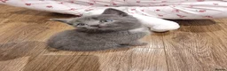Domestic Shorthair cats for sale: Gorgeous tuxedo and mixed litter - Advert 30