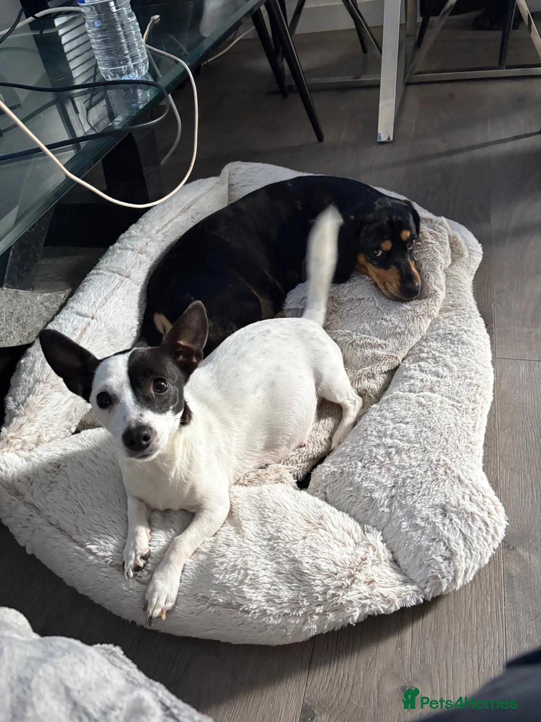 Jackshund dogs for sale: Beautiful jackweenies for sale  - Advert 2