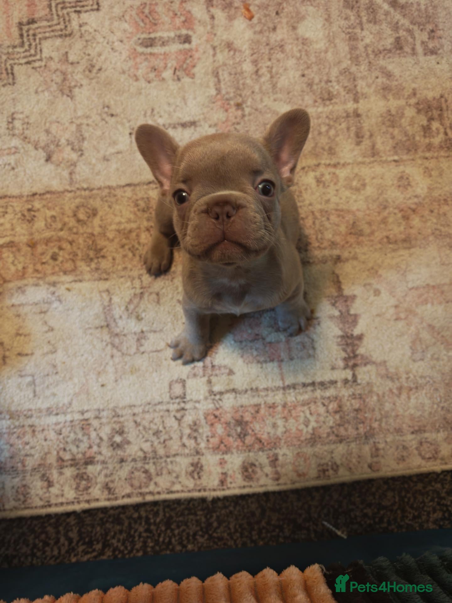 French Bulldog dogs French bulldog puppie  - Advert 18