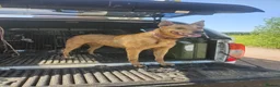 Lurcher dogs for sale: Stunning Kelpie lurchers  - Advert 4