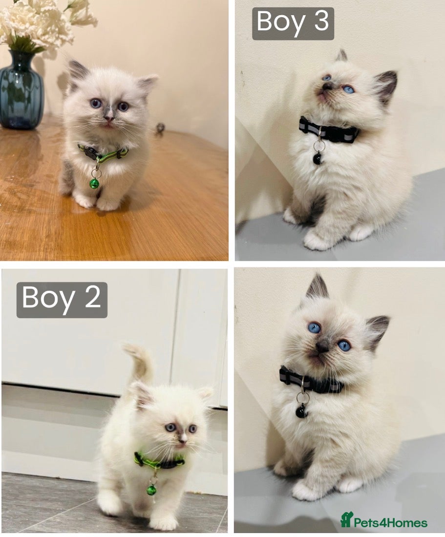 Ragdoll cats The last two boys Adorable Pure Ragdoll Kittens - Advert 16